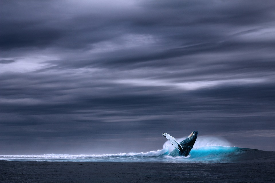 ocean-2051760_960_720